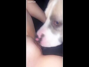 Zoofilia-Enthusiasten in Aktion! Eine wunderschone Muschi treibt es in diesem extremen Video mit einem Hund.
