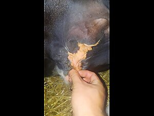 Extreme Tierpornografie, K9 Hund